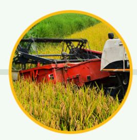 Sản xuất lúa - Gạo Hoa Lúa - Công Ty TNHH Thương Mại Gạo Hoa Lúa